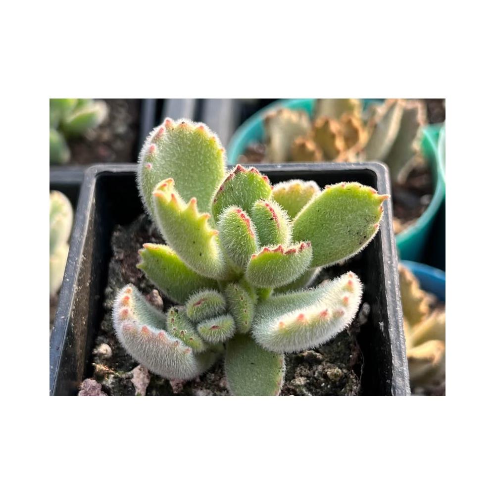 可愛🐻熊童子🐻多肉植物現貨